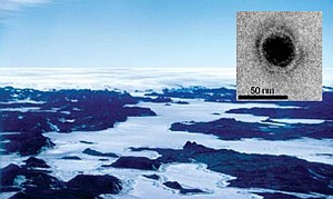 Objavili vírus, ktorý požiera iné vírusy