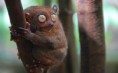 /album/foto-dna-/tarsier-kopia-jpg/